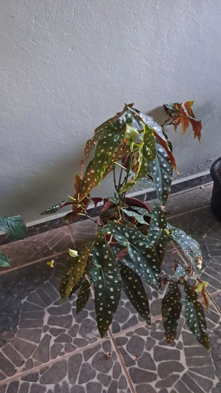 Planta  - Foto 3