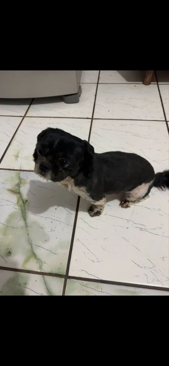 Shih tzu - Foto 5