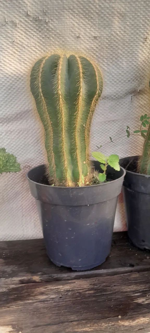 Cactos e suculentas  - Foto 2