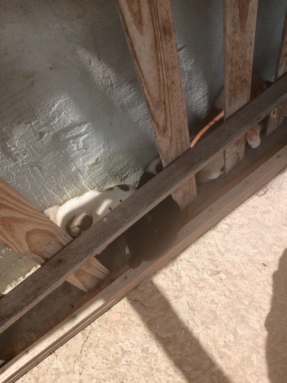 Cachorros para adoção. - Foto 5