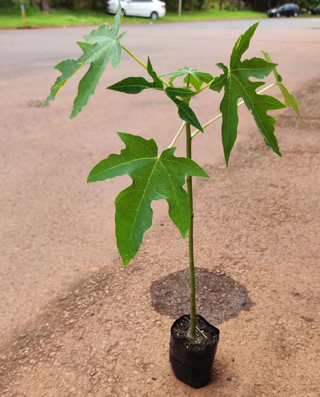 Mudas frutíferas em Ribeirão Preto  - Foto 3