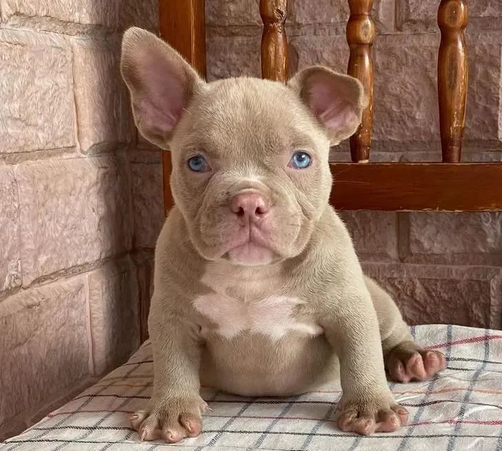 American bully a partir de 2499 - Foto 3