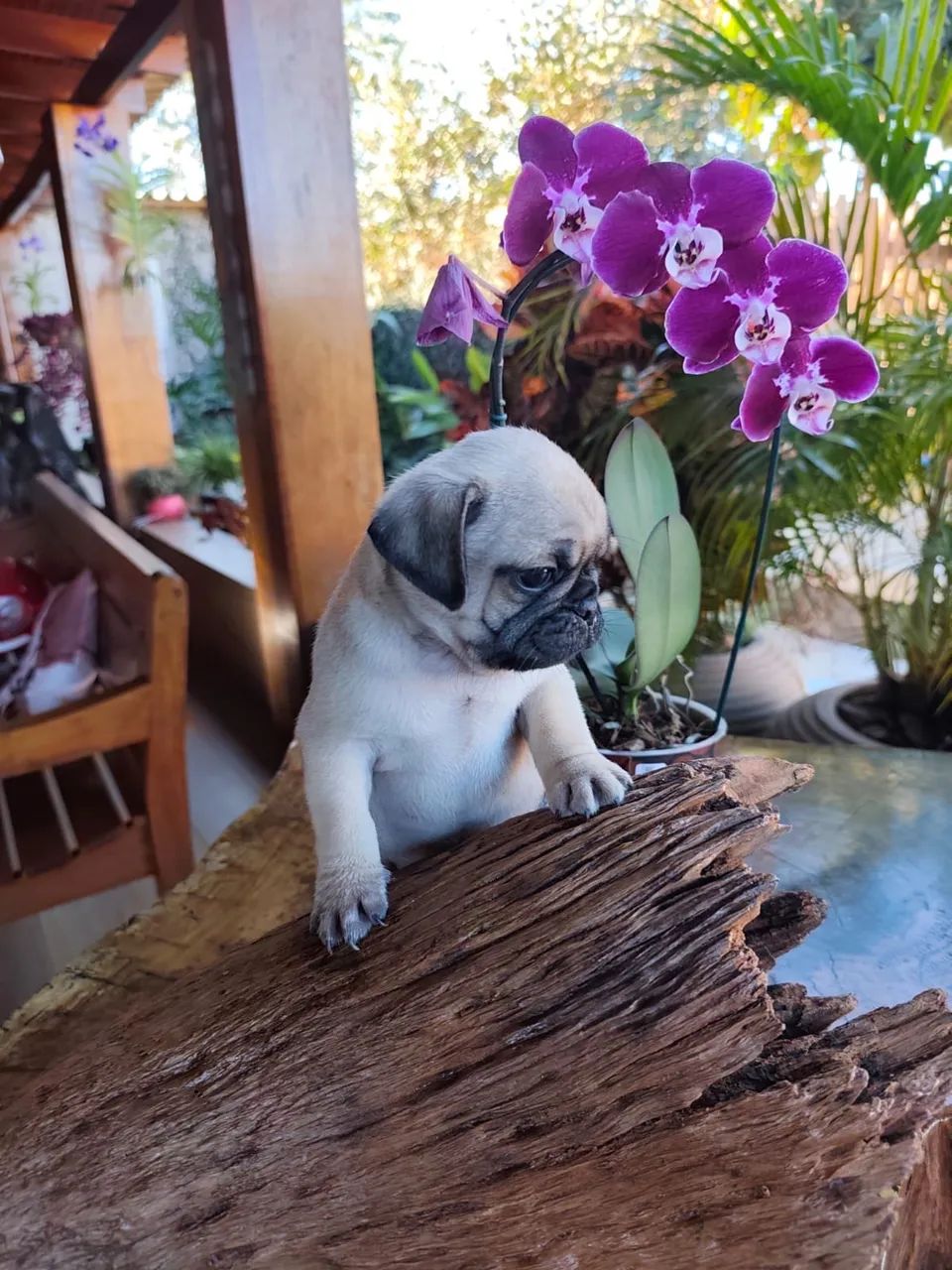 Pug macho  - Foto 3
