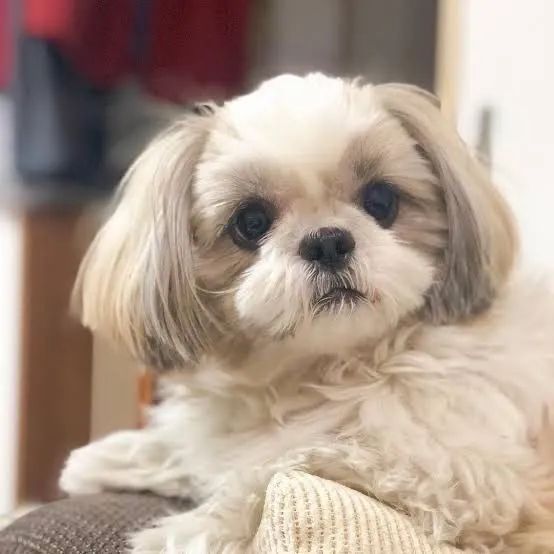 SHIH-TZU MICRO - FILHOTES DISPONÍVEIS