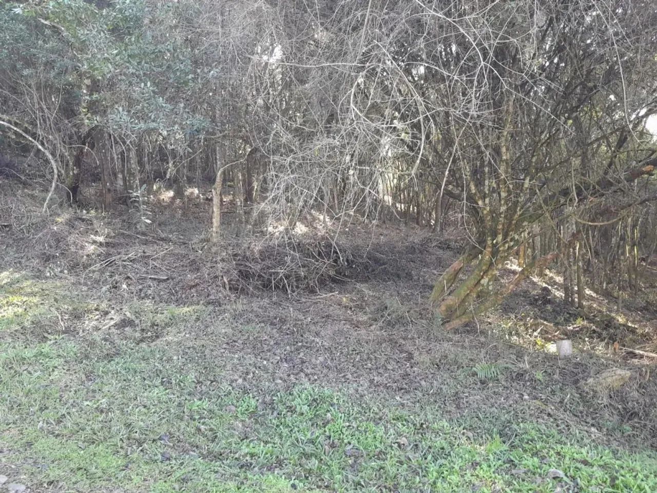 CAXIAS DO SUL - Terreno Padrão - MONTE BÉRICO - Foto 14