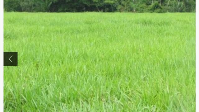 Sítio com estrutura de Fazenda - Foto 11