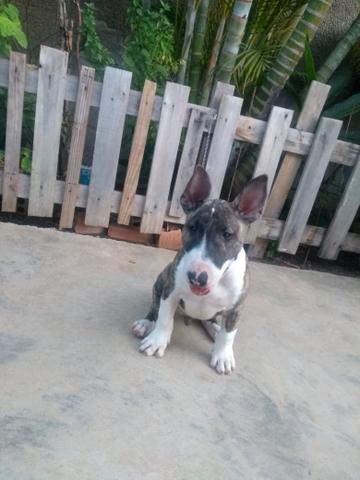 Lindo filhote de Bull terrier