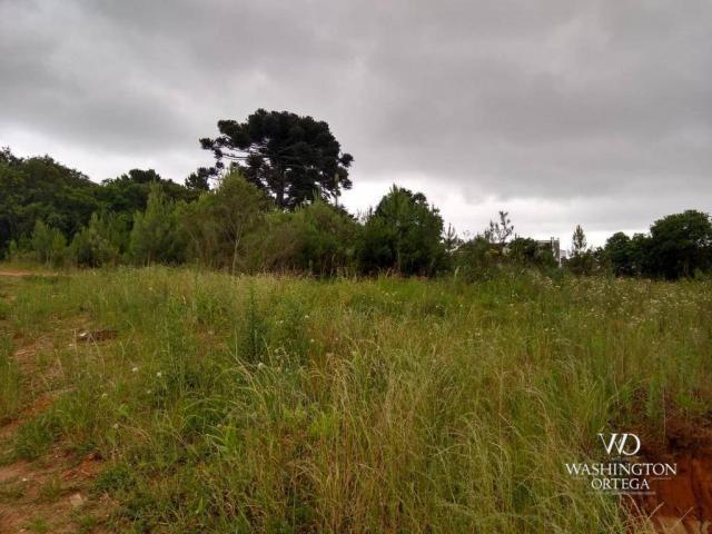 Terreno à venda, 4990 m² por r$ 1.700.000,00 - santo antônio - são josé dos pinhais/pr - Foto 5