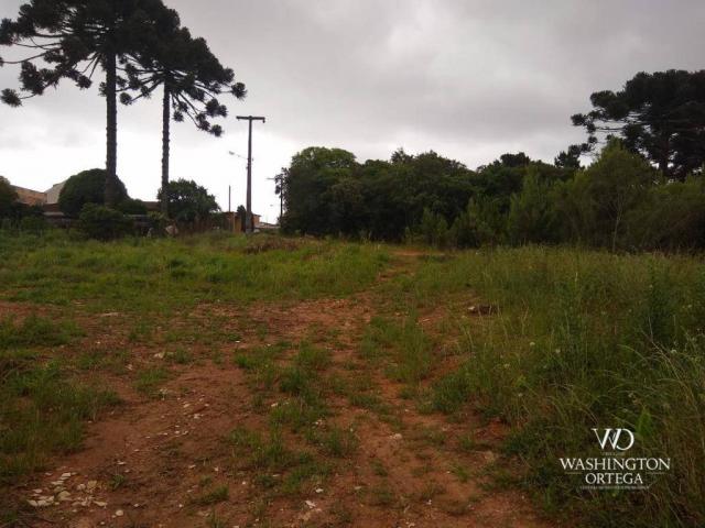 Terreno à venda, 4990 m² por r$ 1.700.000,00 - santo antônio - são josé dos pinhais/pr - Foto 6
