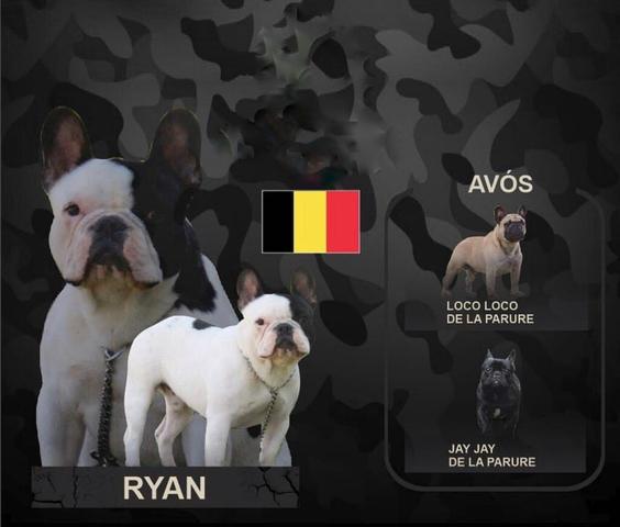 Padreador Bulldog Francês Comprovado - Foto 4