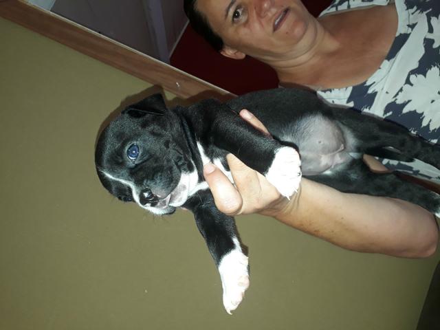 Filhotes de american bully topp!!!! - Foto 6