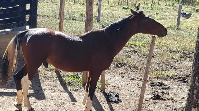 Cavalo Mangalarga Marchador