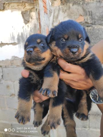 Rottweiler filhotes com 34 dias - Foto 2