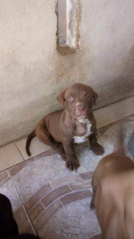 Filhotes de Pit Monster c/ Pedigree IBC - Foto 6