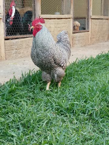 Ovos e Pintos de Raças Ornamentais - Foto 4