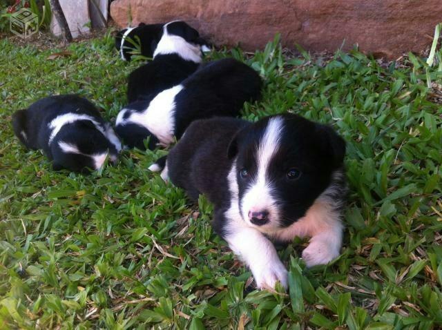 Lindos Filhotes Border Collie
