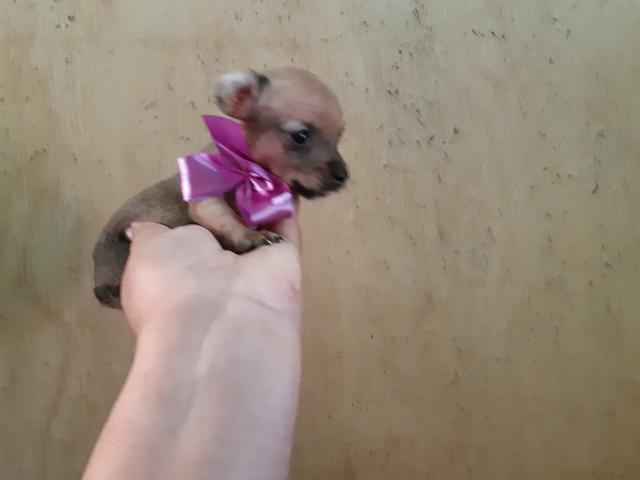 Pinscher zero só 400 - Foto 2