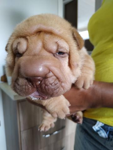 Filhotes de Sharpei - Foto 3