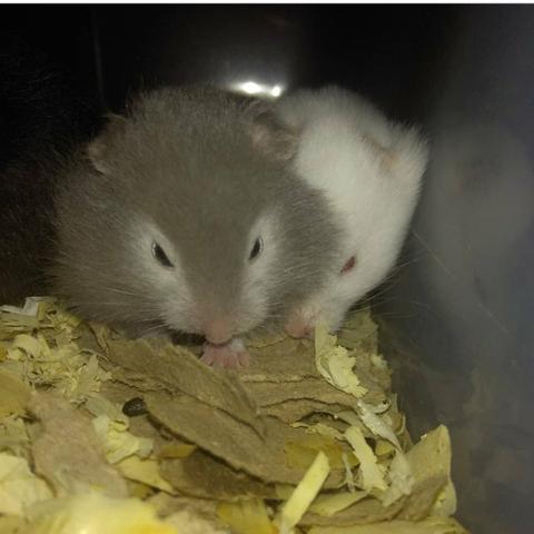 Hamster Sírio de pelúcia