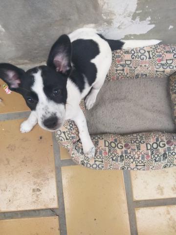 Doação de dog - Foto 2