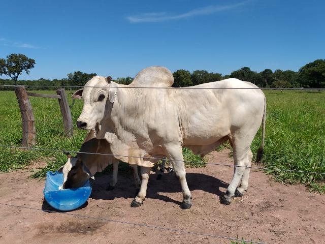 Vendo chácara na agrovila das palmeiras porteira fechada