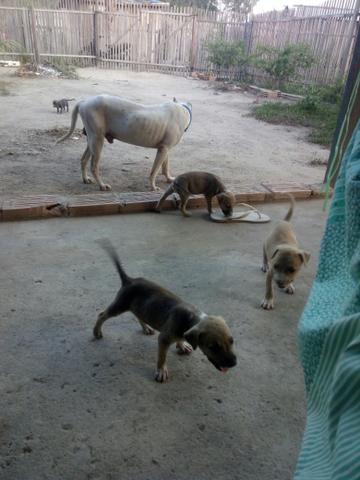 Pitbull - Foto 3