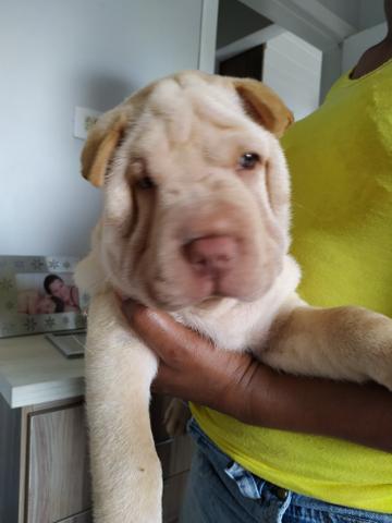 Filhotes de Sharpei