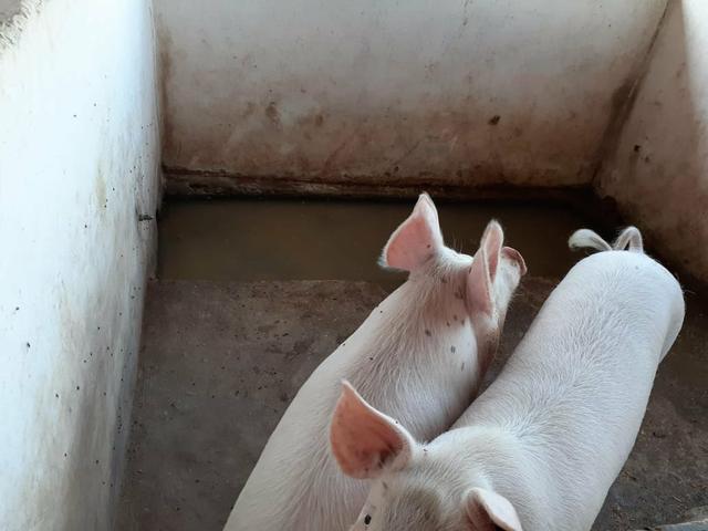 Lotes a partir de 20 mil - Foto 6