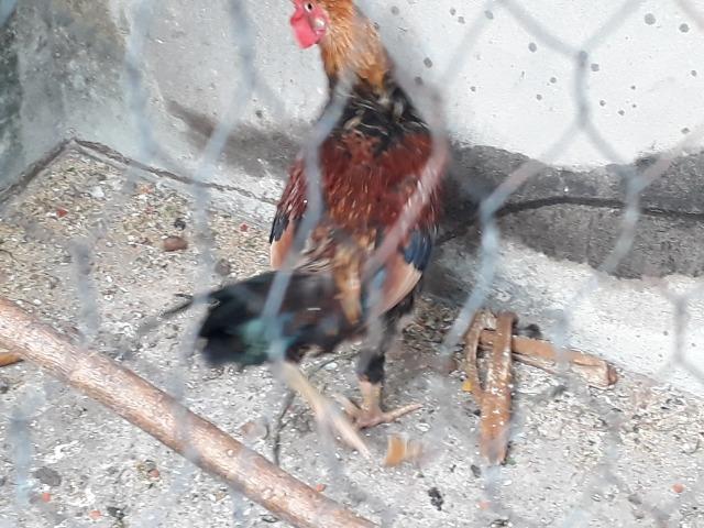 Galo - Foto 3