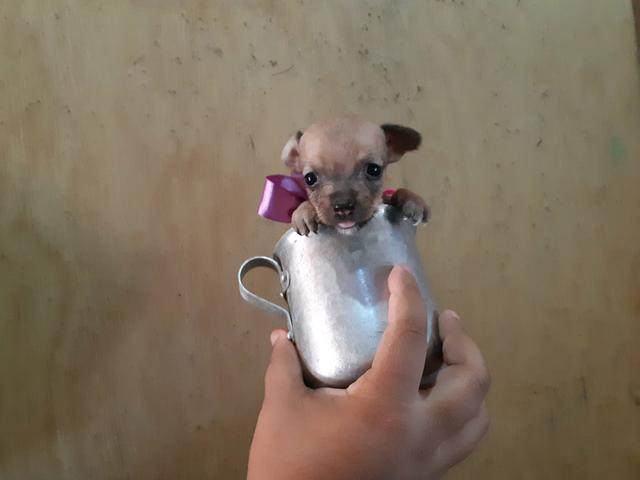 Pinscher zero só 400 - Foto 5