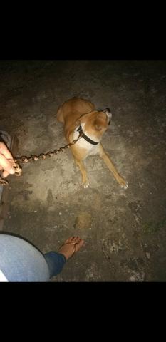Filhote pit bull - Foto 4