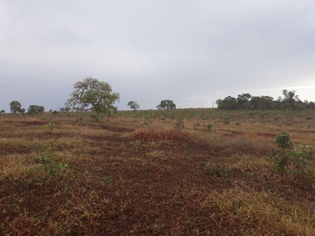 Fazenda 485 há Dupla Aptidão - Foto 2