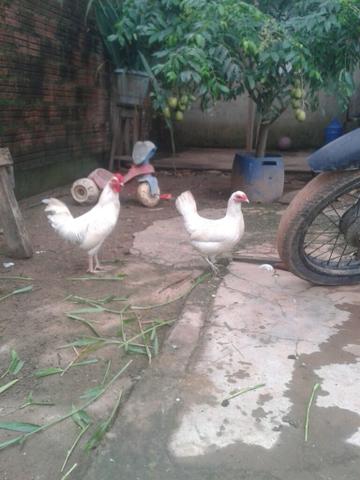 Vendo um casal de ganise
