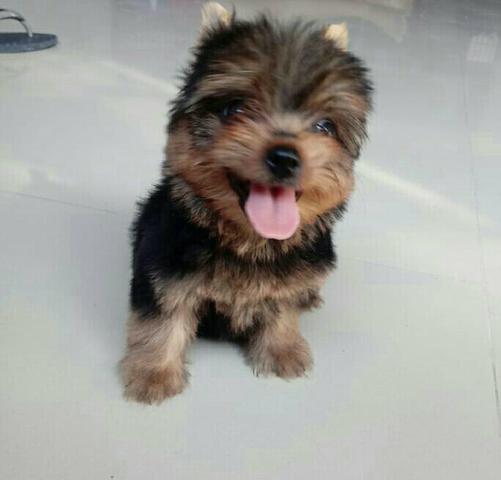 Filhotes de yorkshaire terrier - Foto 4