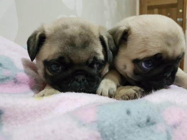 Pug lindas Femeas
