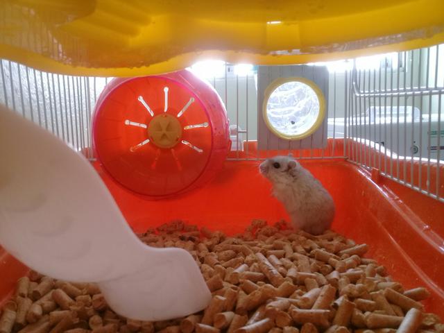 Vendo ramster e gaiola