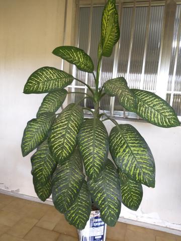Plantas e mudas