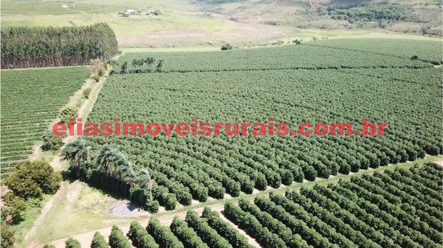 Fazenda de café - 110.000 pés - Patrocínio - MG - Foto 19