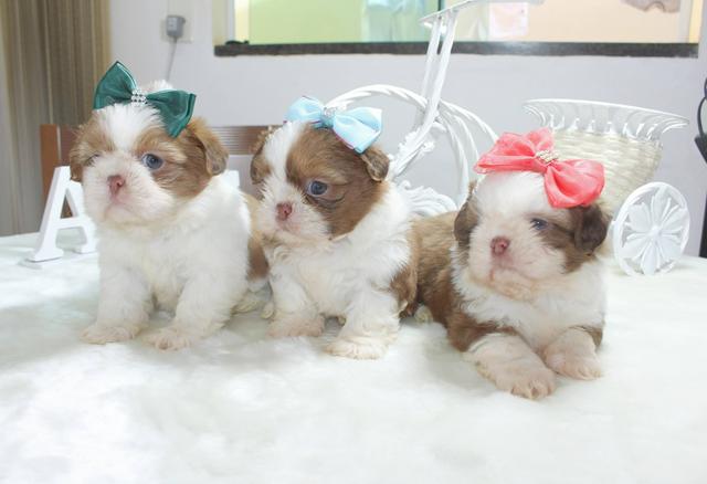 Lindíssima fêmeas shihtzu mini e micros - Foto 6