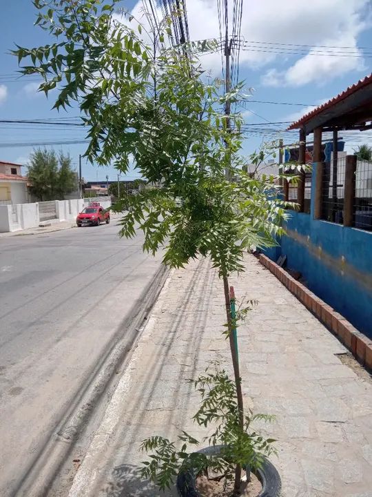 Muda de Nim - sombreiro - Foto 3