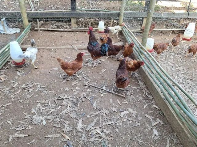 Caipiras : Frangos  Limpos - Ovos - Galos e Pintinhos 