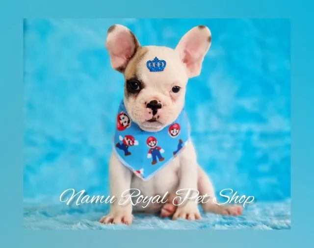 venda de filhote de Bulldog Francês - Foto 2