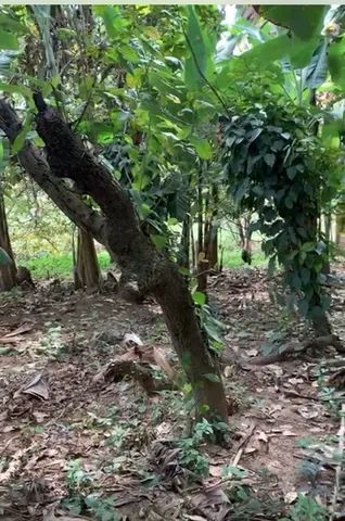 Terreno em Itapaje  - Foto 4