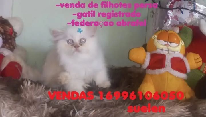 Filhotes persas vacinados - Foto 2