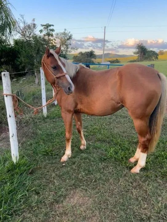Égua QM Registrada  - Foto 3