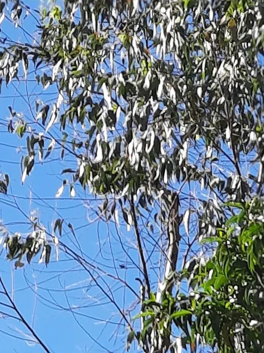 Terreno à venda - Oportunidade única! - Foto 7