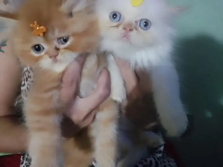 Filhotes persas vacinados