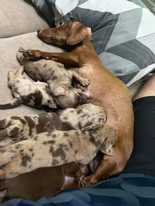 Filhotes de Dachshunds/Teckel/Salsichas - Foto 5