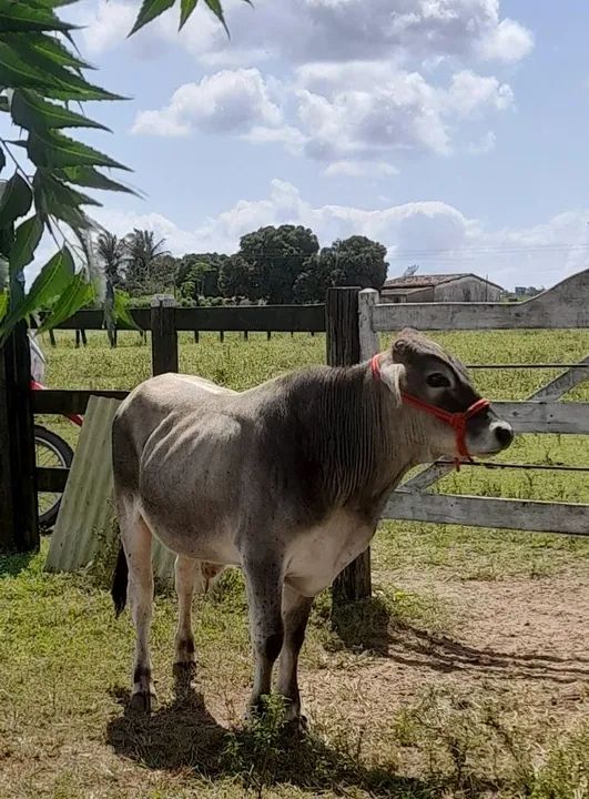 Vendo um mini nelore  - Foto 4
