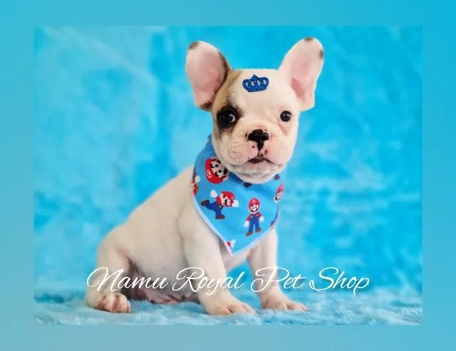 venda de filhote de Bulldog Francês